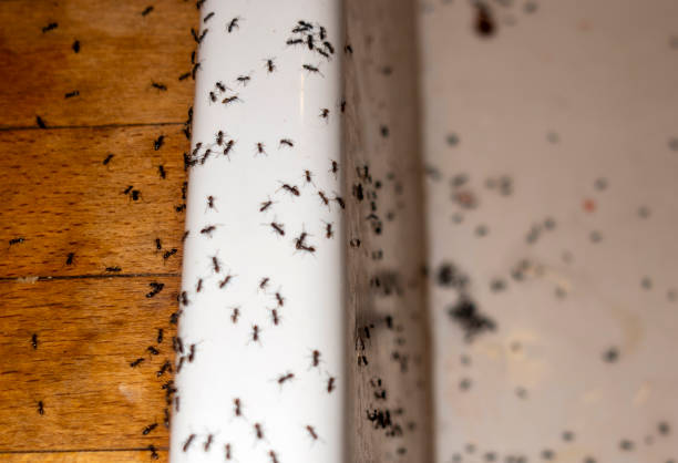 Best Affordable Pest Control Services  in Leesburg, VA